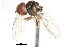  ( - CNC DIPTERA 1884)  @11 [ ] CreativeCommons - Attribution (2011) CNC/CBG Photography Group Centre for Biodiversity Genomics