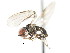  (Microcephalops sp. PERU1 - CNC DIPTERA 29139)  @13 [ ] CreativeCommons - Attribution (2011) CNC/CBG Photography Group Centre for Biodiversity Genomics