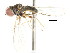  ( - CNC DIPTERA 3801)  @13 [ ] CreativeCommons - Attribution (2011) CNC/CBG Photography Group Centre for Biodiversity Genomics