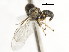  (Cephalops sp. MEX8 - CNC DIPTERA 3805)  @11 [ ] CreativeCommons - Attribution (2011) CNC/CBG Photography Group Centre for Biodiversity Genomics