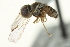  ( - CNC DIPTERA 159345)  @11 [ ] CreativeCommons - Attribution (2012) CNC/CBG Photography Group Centre for Biodiversity Genomics