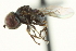  ( - CNC DIPTERA 159357)  @11 [ ] CreativeCommons - Attribution (2012) CNC/CBG Photography Group Centre for Biodiversity Genomics