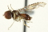  ( - CNC DIPTERA 159373)  @11 [ ] CreativeCommons - Attribution (2012) CNC/CBG Photography Group Centre for Biodiversity Genomics