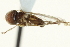  ( - CNC DIPTERA 159374)  @11 [ ] CreativeCommons - Attribution (2012) CNC/CBG Photography Group Centre for Biodiversity Genomics