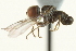  ( - CNC DIPTERA 159480)  @11 [ ] CreativeCommons - Attribution (2012) CNC/CBG Photography Group Centre for Biodiversity Genomics