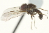  (Semicephalops sp. SW1 - CNC DIPTERA 159578)  @13 [ ] CreativeCommons - Attribution (2012) CNC/CBG Photography Group Centre for Biodiversity Genomics