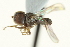  ( - CNC DIPTERA 159597)  @11 [ ] CreativeCommons - Attribution (2012) CNC/CBG Photography Group Centre for Biodiversity Genomics