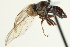  ( - CNC DIPTERA 160319)  @12 [ ] CreativeCommons - Attribution (2012) CNC/CBG Photography Group Centre for Biodiversity Genomics