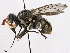  (Zodioninae - CNC DIPTERA 10589)  @15 [ ] CreativeCommons - Attribution (2013) CNC/CBG Photography Group Centre for Biodiversity Genomics