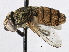  (Rhiniinae - CNC DIPTERA 134567)  @14 [ ] CreativeCommons - Attribution (2013) CNC/CBG Photography Group Centre for Biodiversity Genomics