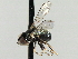  ( - CNC DIPTERA 135703)  @14 [ ] CreativeCommons - Attribution (2013) CNC/CBG Photography Group Centre for Biodiversity Genomics