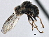  ( - CNC DIPTERA 148198)  @13 [ ] CreativeCommons - Attribution (2013) CBG Photography Group Centre for Biodiversity Genomics