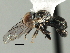  ( - CNC DIPTERA 158335)  @13 [ ] CreativeCommons - Attribution (2013) CNC/CBG Photography Group Centre for Biodiversity Genomics