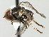  (Elmohardyia sp. Peru3 - CNC DIPTERA 158361)  @13 [ ] CreativeCommons - Attribution (2013) CNC/CBG Photography Group Centre for Biodiversity Genomics