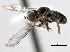  (Pipunculinae - CNC DIPTERA 158520)  @16 [ ] CreativeCommons - Attribution (2013) CBG Photography Group Centre for Biodiversity Genomics