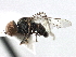  ( - CNC DIPTERA 158531)  @14 [ ] CreativeCommons - Attribution (2013) CBG Photography Group Centre for Biodiversity Genomics