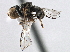  ( - CNC DIPTERA 158553)  @11 [ ] CreativeCommons - Attribution (2013) CBG Photography Group Centre for Biodiversity Genomics