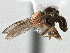  (Cephalops sp. QLD3 - CNC DIPTERA 158574)  @11 [ ] CreativeCommons - Attribution (2013) CBG Photography Group Centre for Biodiversity Genomics