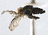  ( - CNC DIPTERA 159964)  @11 [ ] CreativeCommons - Attribution (2013) CBG Photography Group Centre for Biodiversity Genomics