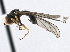  (Dorylomorpha sp. China1 - CNC DIPTERA 174957)  @11 [ ] CreativeCommons - Attribution (2013) CBG Photography Group Centre for Biodiversity Genomics