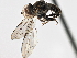  ( - CNC DIPTERA 189588)  @11 [ ] CreativeCommons - Attribution (2013) CNC/CBG Photography Group Centre for Biodiversity Genomics