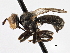  ( - CNC DIPTERA 190142)  @11 [ ] CreativeCommons - Attribution (2013) CNC/CBG Photography Group Centre for Biodiversity Genomics