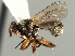  ( - CNC DIPTERA 195979)  @11 [ ] CreativeCommons - Attribution (2013) CNC/CBG Photography Group Centre for Biodiversity Genomics