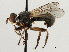  ( - CNC DIPTERA 195982)  @11 [ ] CreativeCommons - Attribution (2013) CNC/CBG Photography Group Centre for Biodiversity Genomics