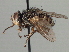  ( - CNC DIPTERA 197409)  @15 [ ] CreativeCommons - Attribution (2013) CNC/CBG Photography Group Centre for Biodiversity Genomics