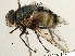  ( - CNC DIPTERA 197423)  @14 [ ] CreativeCommons - Attribution (2013) CNC/CBG Photography Group Centre for Biodiversity Genomics