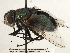  (Rutilia sp. 4 - CNC DIPTERA 197428)  @14 [ ] CreativeCommons - Attribution (2013) CNC/CBG Photography Group Centre for Biodiversity Genomics