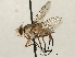  ( - CNC DIPTERA 197435)  @11 [ ] CreativeCommons - Attribution (2013) CNC/CBG Photography Group Centre for Biodiversity Genomics