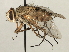  ( - CNC DIPTERA 197436)  @11 [ ] CreativeCommons - Attribution (2013) CNC/CBG Photography Group Centre for Biodiversity Genomics