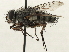  (Trichostylum - CNC DIPTERA 197440)  @11 [ ] CreativeCommons - Attribution (2013) CNC/CBG Photography Group Centre for Biodiversity Genomics