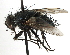  ( - CNC DIPTERA 197464)  @11 [ ] CreativeCommons - Attribution (2013) CNC/CBG Photography Group Centre for Biodiversity Genomics