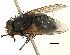  (Tasmaniomyia - CNC DIPTERA 197480)  @11 [ ] CreativeCommons - Attribution (2013) CNC/CBG Photography Group Centre for Biodiversity Genomics