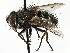  (Carcelia sp. 1 - CNC DIPTERA 197499)  @11 [ ] CreativeCommons - Attribution (2013) CNC/CBG Photography Group Centre for Biodiversity Genomics