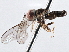  ( - CNC DIPTERA 135816)  @14 [ ] CreativeCommons - Attribution (2013) CNC/CBG Photography Group Centre for Biodiversity Genomics