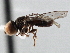  ( - CNC DIPTERA 136727)  @11 [ ] CreativeCommons - Attribution (2013) CNC/CBG Photography Group Centre for Biodiversity Genomics