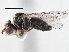  (Tomosvaryella sp. Chile10 - CNC DIPTERA 136914)  @11 [ ] CreativeCommons - Attribution (2013) CNC/CBG Photography Group Centre for Biodiversity Genomics