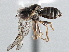  ( - CNC DIPTERA 137613)  @13 [ ] CreativeCommons - Attribution (2013) CNC/CBG Photography Group Centre for Biodiversity Genomics