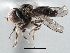  (Tomosvaryella sp. India1 - CNC DIPTERA 137617)  @13 [ ] CreativeCommons - Attribution (2013) CNC/CBG Photography Group Centre for Biodiversity Genomics