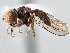  ( - CNC DIPTERA 137629)  @11 [ ] CreativeCommons - Attribution (2013) CNC/CBG Photography Group Centre for Biodiversity Genomics