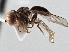  ( - CNC DIPTERA 147573)  @11 [ ] CreativeCommons - Attribution (2013) CNC/CBG Photography Group Centre for Biodiversity Genomics