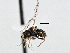  ( - CNC DIPTERA 147588)  @13 [ ] CreativeCommons - Attribution (2013) CNC/CBG Photography Group Centre for Biodiversity Genomics