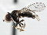  ( - CNC DIPTERA 147589)  @14 [ ] CreativeCommons - Attribution (2013) CNC/CBG Photography Group Centre for Biodiversity Genomics