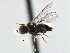  ( - CNC DIPTERA 189438)  @11 [ ] CreativeCommons - Attribution (2013) CNC/CBG Photography Group Centre for Biodiversity Genomics