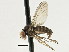  (Platypezidae - CNC DIPTERA 197656)  @15 [ ] CreativeCommons - Attribution (2013) CNC/CBG Photography Group Centre for Biodiversity Genomics