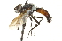  (Cylindromyia signatipennis - CNC DIPTERA 161958)  @14 [ ] CreativeCommons - Attribution (2012) CNC/CBG Photography Group Centre for Biodiversity Genomics