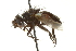  (Germaria angustata - CNC DIPTERA 162017)  @14 [ ] CreativeCommons - Attribution (2012) CNC/CBG Photography Group Centre for Biodiversity Genomics